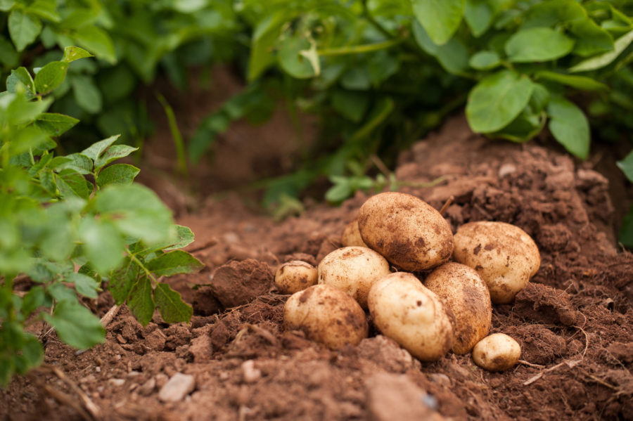 Country Magic white potatoes dug in field