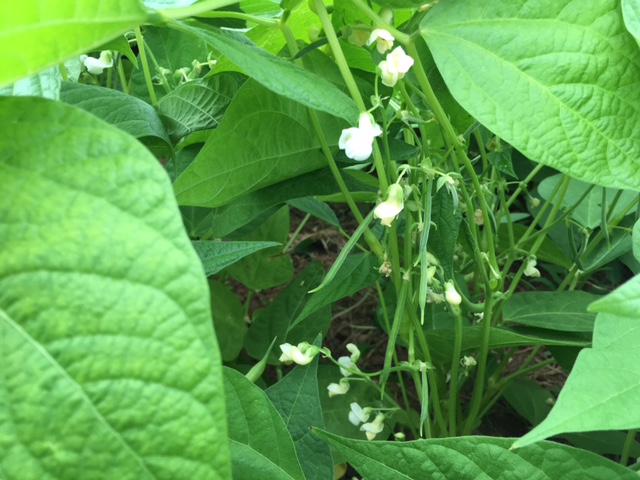 Country Magic string beans blossoms