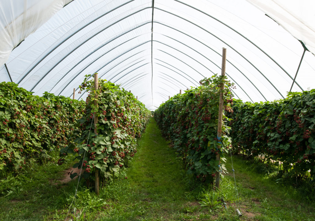 Country Magic Hargrove tunnels blackberries