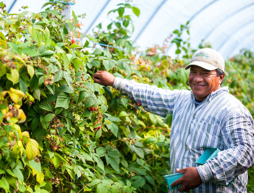 Country magic employee hay grove tunnels raspberries